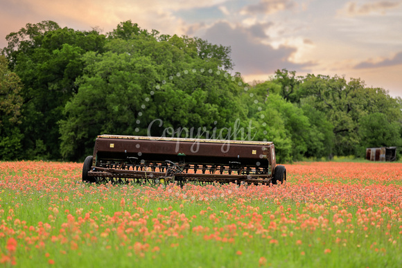 2023IndianPaintBrush