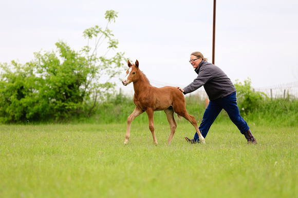 BabyColt2020-64