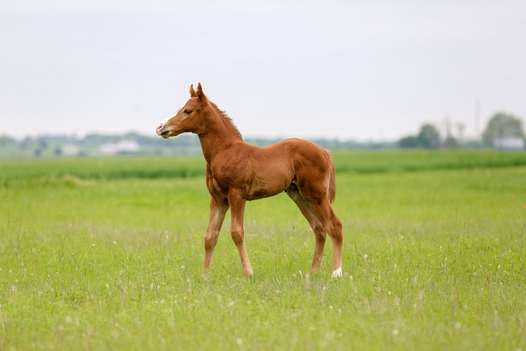 BabyColt2020-71