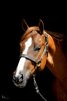 Equine Photography