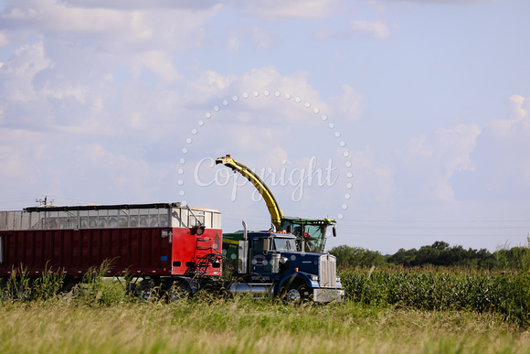 CombiningCorn2024-9759